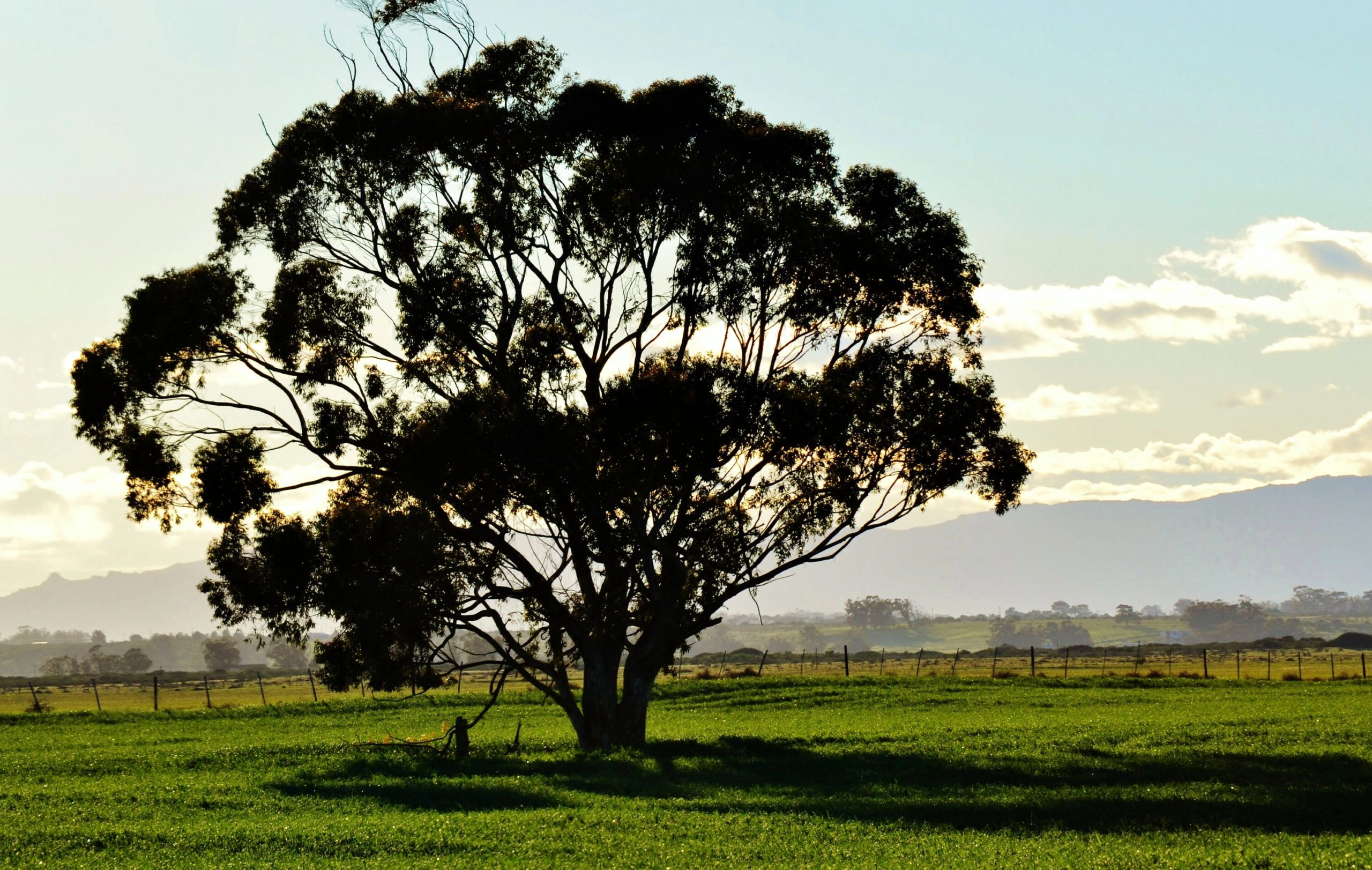 Eucalyptus Bluegum